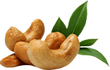 pngimg.com cashew PNG1.png